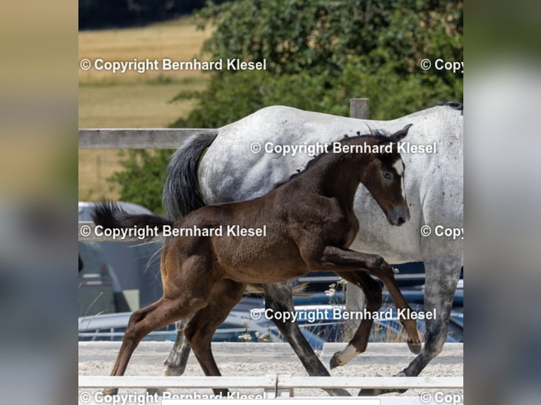 German Sport Horse Mare Foal (04/2025) Grey in Hardthausen am Kocher