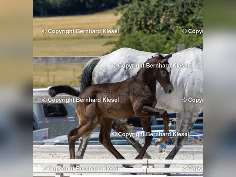German Sport Horse Mare Foal (04/2025) Grey in Hardthausen am Kocher