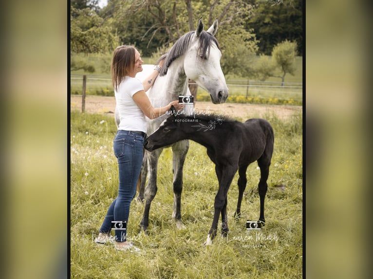 German Sport Horse Mare Foal (04/2025) Grey in Hardthausen am Kocher