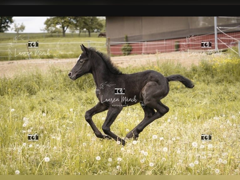 German Sport Horse Mare Foal (04/2025) Grey in Hardthausen am Kocher