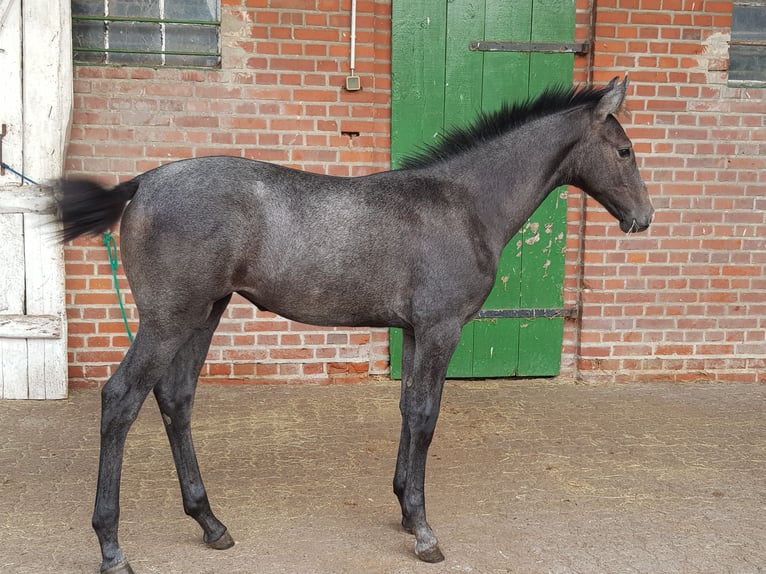 German Sport Horse Mare Foal (01/2026) Grey in Gardelegen