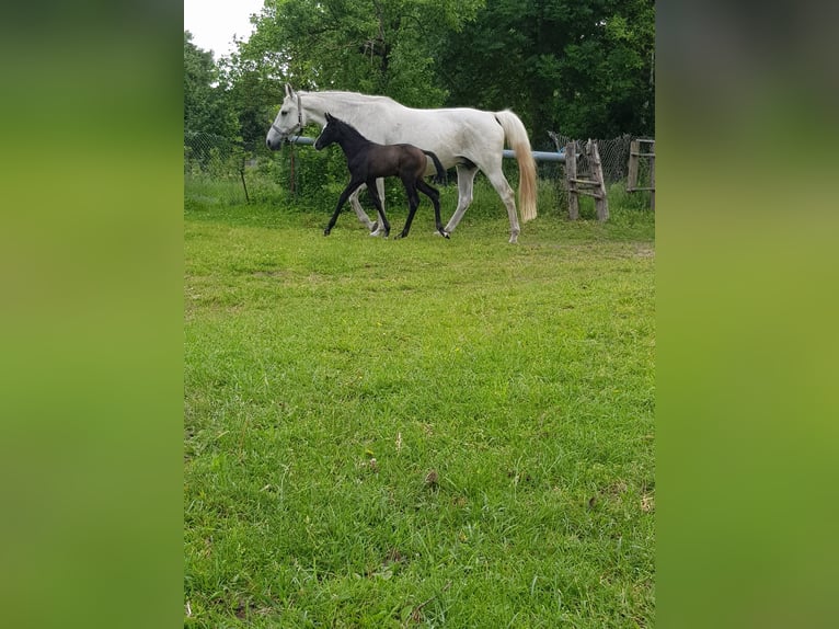 German Sport Horse Mare Foal (01/2026) Grey in Gardelegen