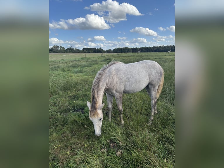 German Sport Horse Mare Foal (03/2025) Grey in B&#xF6;menzien