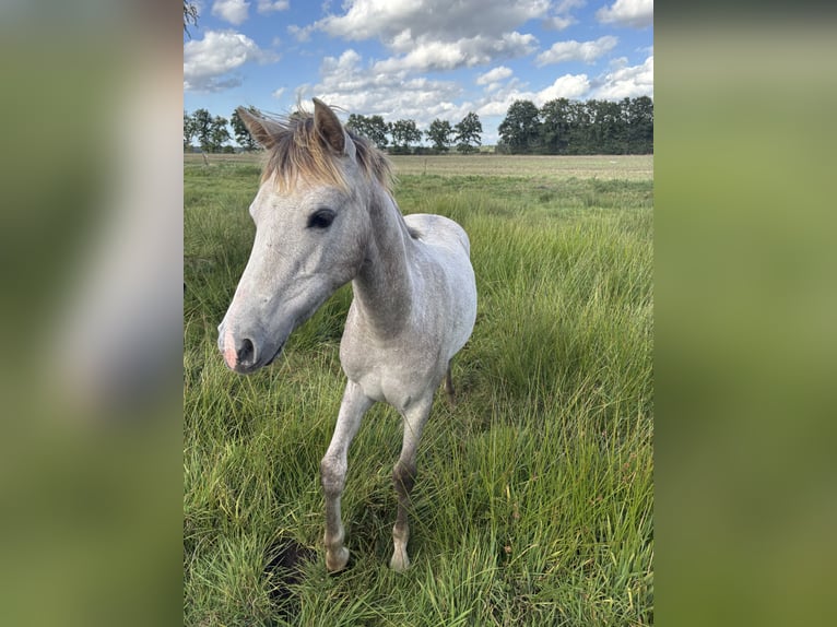 German Sport Horse Mare Foal (03/2025) Grey in B&#xF6;menzien