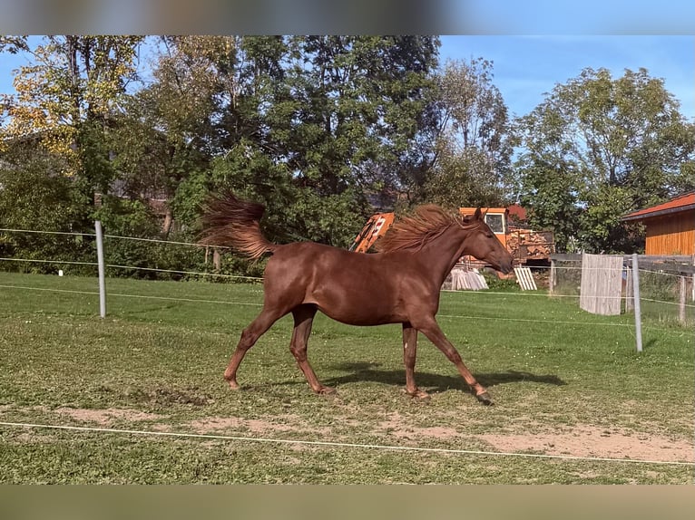 German Sport Horse Mare Foal (05/2026) Grey in Zachenberg