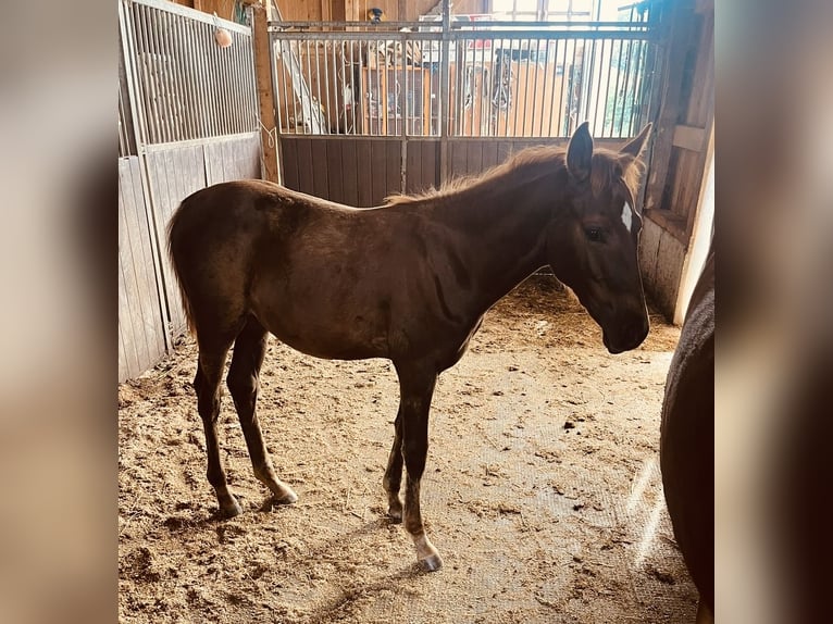 German Sport Horse Mare Foal (05/2026) Grey in Zachenberg