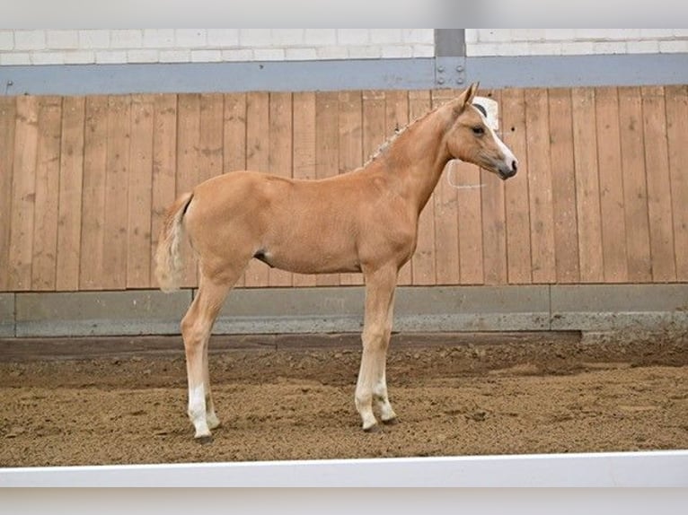 German Sport Horse Mare Foal (03/2024) Palomino in Kloster Lehnin