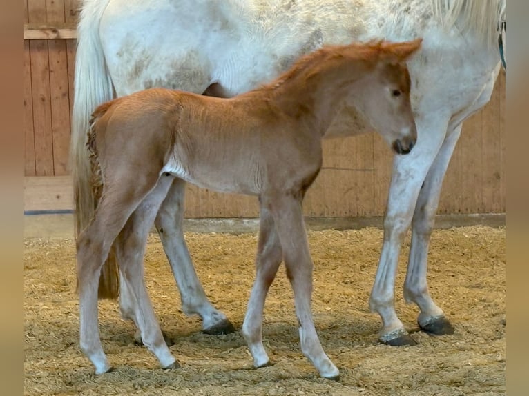 German Sport Horse Mare Foal (02/2026) Palomino in Heistenbach