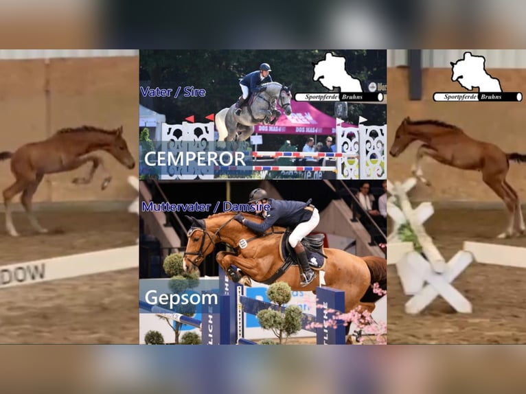 German Sport Horse Mare Foal (04/2026)  in Gadow
