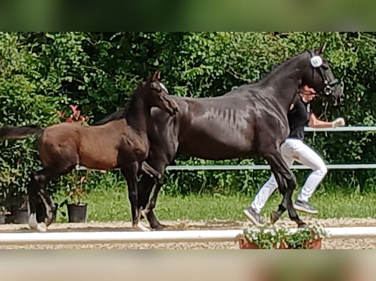 German Sport Horse Mare Foal (02/2024) in Dettingen an der Iller