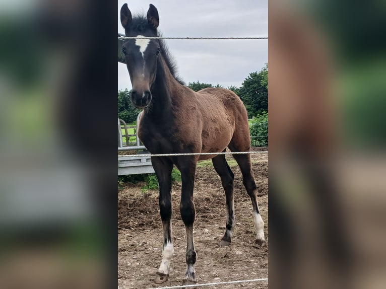 German Sport Horse Mare Foal (02/2024) in Dettingen an der Iller