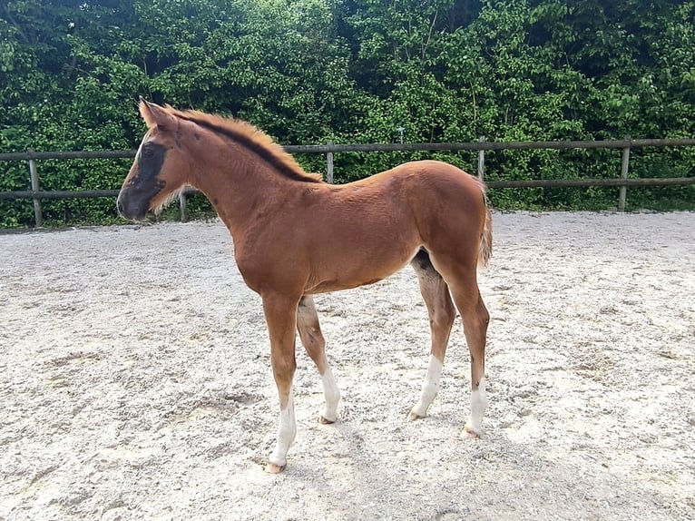 German Sport Horse Mare in Frankenhardt German Sport Horse Mare in Frankenhardt
