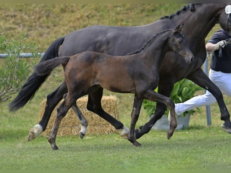 German Sport Horse Mare Foal (04/2025) Smoky-Black in Fronhofen