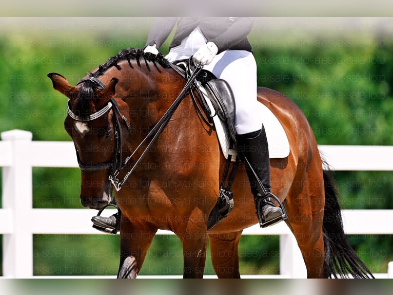 German Sport Horse Stallion 10 years 16 hh Brown in Belgrade