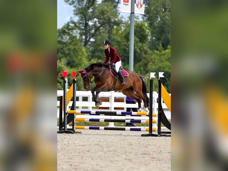 German Sport Horse Stallion 10 years 16 hh Brown in Belgrade