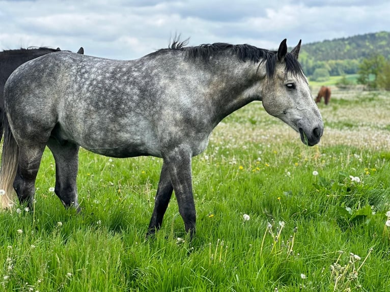 German Sport Horse Stallion 10 years 16,3 hh Grey-Dapple in Sch&#xF6;ntha