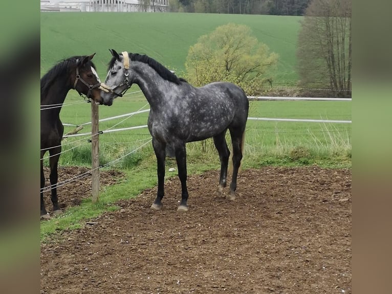 German Sport Horse Stallion 10 years 16,3 hh Grey-Dapple in Sch&#xF6;ntha