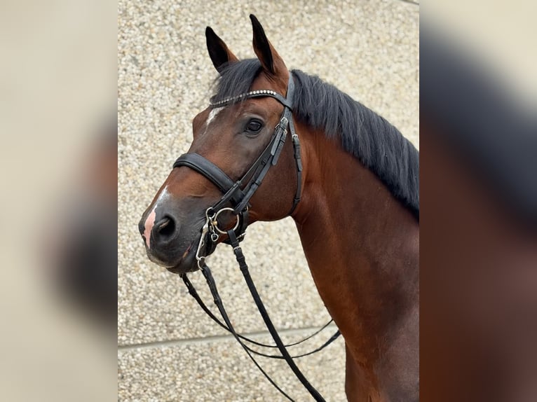 German Sport Horse Stallion 11 years 17 hh in Karlsfeld