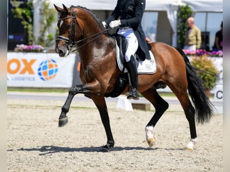 German Sport Horse Stallion 11 years 17 hh in Karlsfeld
