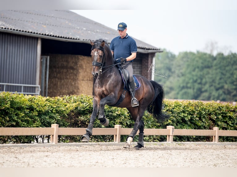 German Sport Horse Stallion 12 years 16.1 hh Bay-Dark in Goch