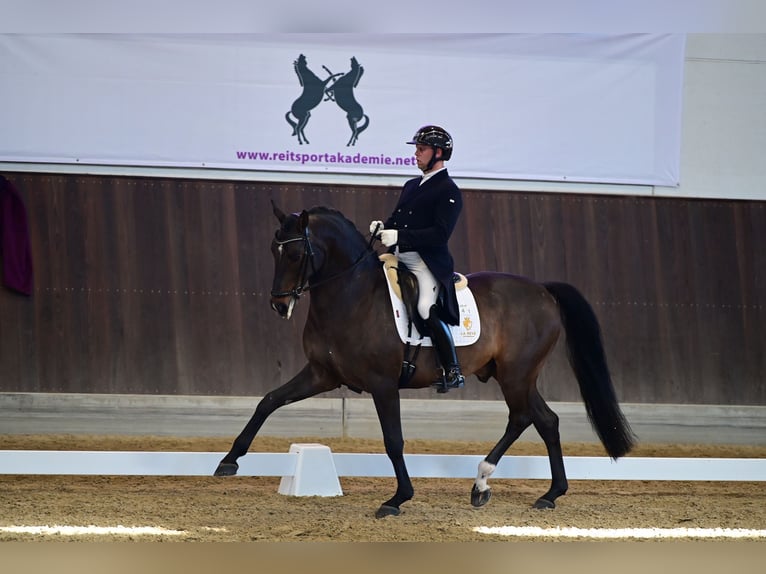 German Sport Horse Stallion 12 years 16.1 hh Bay-Dark in Goch