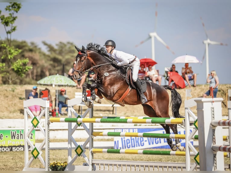 German Sport Horse Stallion 14 years 17,2 hh Bay-Dark in Zibberick