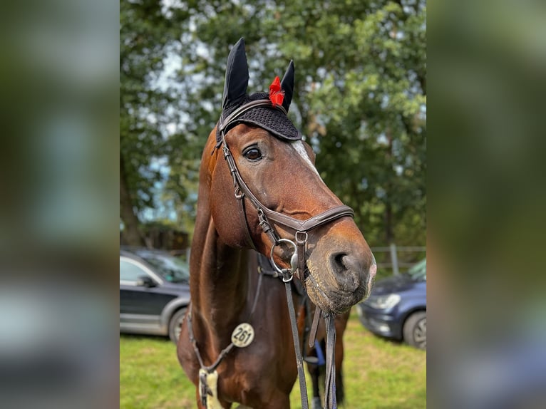German Sport Horse Stallion 14 years 17,2 hh Bay-Dark in Zibberick