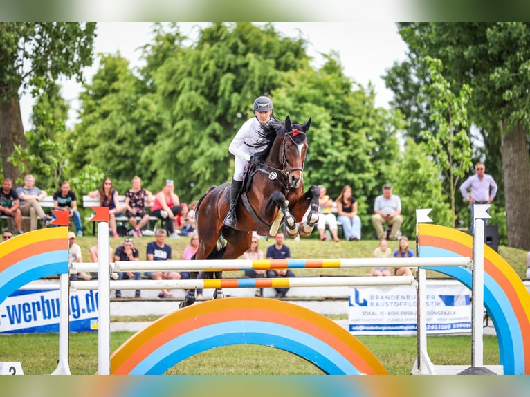 German Sport Horse Stallion 14 years 17,2 hh Bay-Dark in Zibberick
