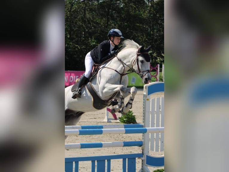 German Sport Horse Stallion 16 years 16 hh Grey in Borstel