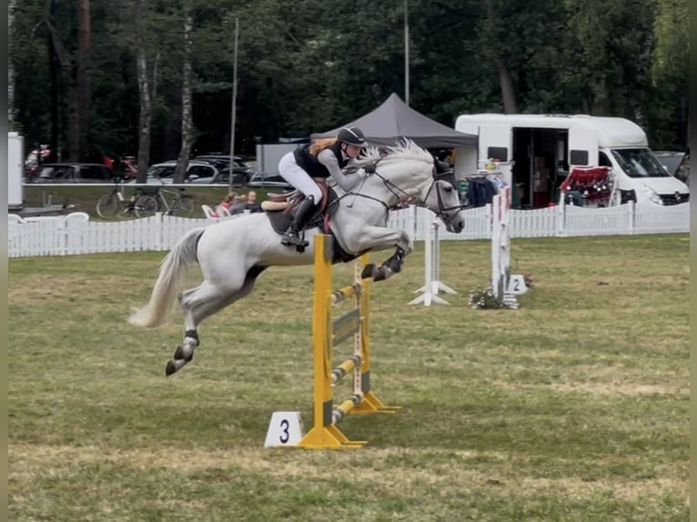 German Sport Horse Stallion 16 years 16 hh Grey in Borstel