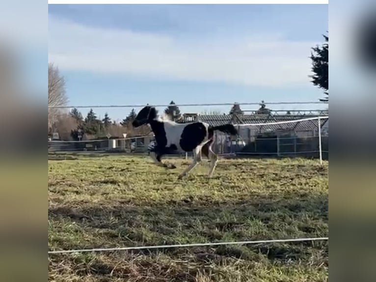 German Sport Horse Stallion 1 year 10,2 hh Pinto in Rötha