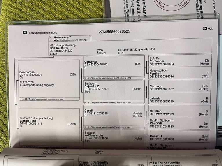German Sport Horse Stallion 1 year 13.2 hh Black in Zeulenroda