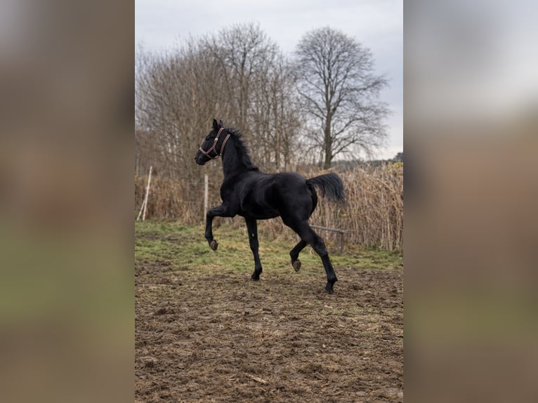 German Sport Horse Stallion 1 year 13.2 hh Black in Zeulenroda-Triebes