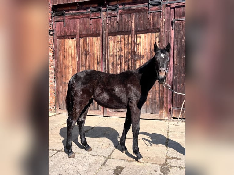 German Sport Horse Stallion 1 year 13,2 hh Black in Zeulenroda