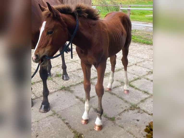 German Sport Horse Stallion 1 year 14 hh Chestnut-Red in Hamburg Kirchwerder