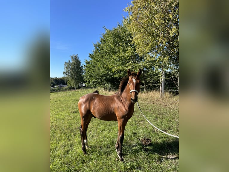German Sport Horse Stallion 1 year 15,1 hh Brown in Langenchursdorf