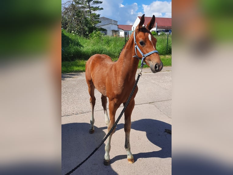 German Sport Horse Stallion 1 year 15,2 hh Brown in Ilmtal-Weinstra&#xDF;e