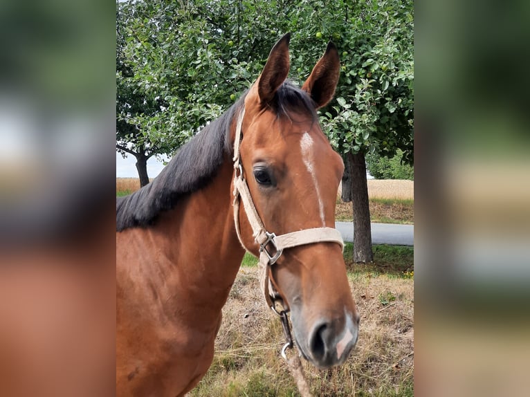 German Sport Horse Stallion 1 year 15,2 hh Brown in Ilmtal-Weinstra&#xDF;e