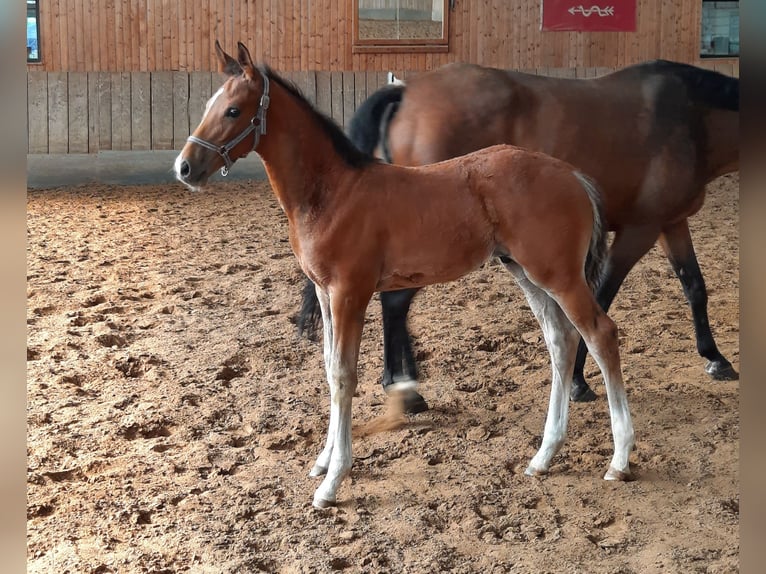 German Sport Horse Stallion 1 year 15,2 hh Brown in Ilmtal-Weinstra&#xDF;e