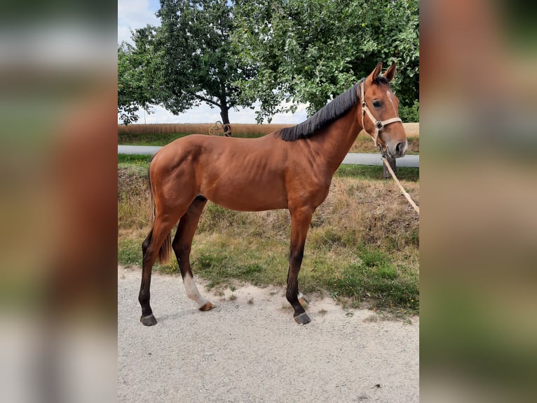 German Sport Horse Stallion 1 year 15,2 hh Brown in Ilmtal-Weinstra&#xDF;e