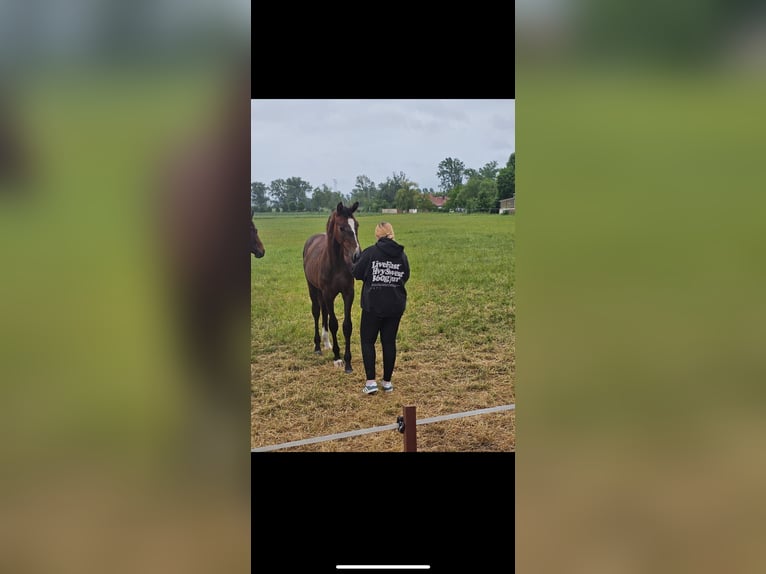 German Sport Horse Stallion 1 year 15,3 hh Can be white in Calbe Saale