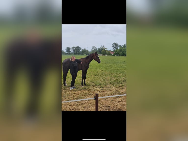 German Sport Horse Stallion 1 year 15,3 hh Can be white in Calbe Saale