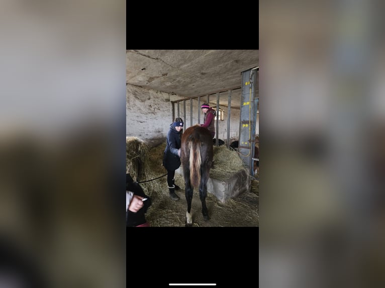 German Sport Horse Stallion 1 year 15,3 hh Can be white in Calbe Saale