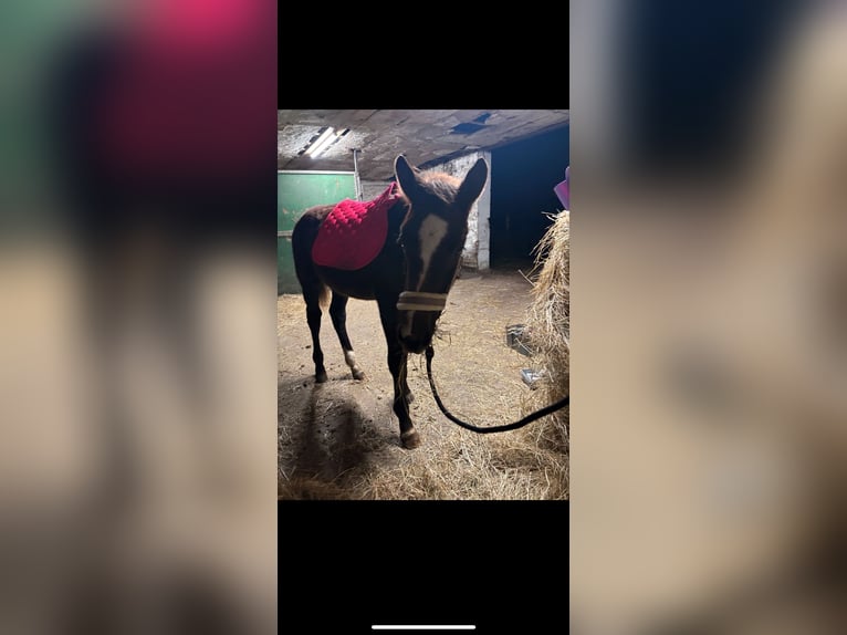 German Sport Horse Stallion 1 year 15,3 hh Can be white in Calbe Saale