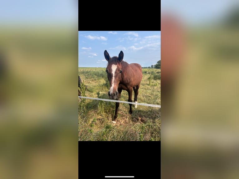 German Sport Horse Stallion 1 year 15,3 hh Can be white in Calbe Saale