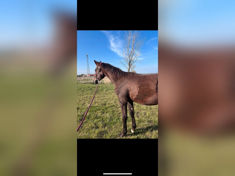 German Sport Horse Stallion 1 year 15,3 hh Can be white in Calbe Saale