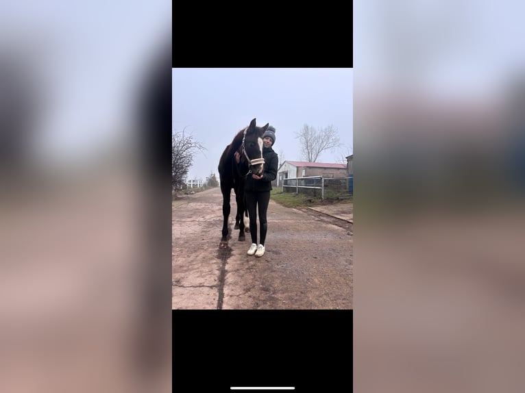 German Sport Horse Stallion 1 year 15,3 hh Can be white in Calbe Saale