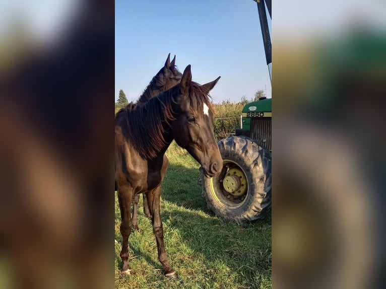 German Sport Horse Stallion 1 year 16,1 hh Bay-Dark in Kurtscheid