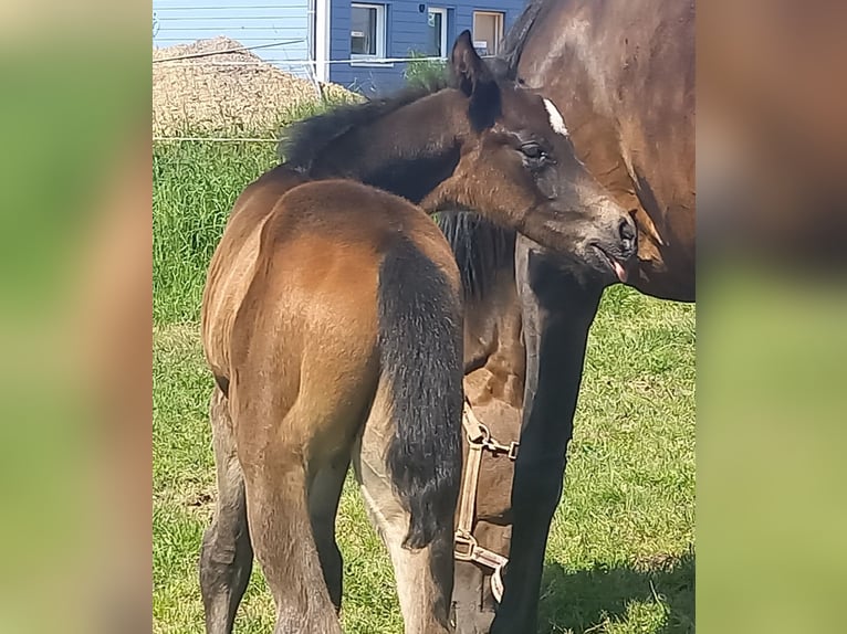 German Sport Horse Stallion 1 year 16,1 hh Bay-Dark in Kurtscheid