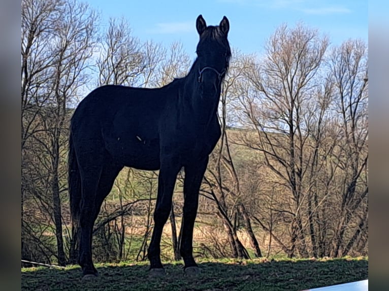 German Sport Horse Stallion 1 year 16.1 hh Bay-Dark in Misserode